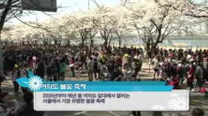 서울 폴라로이드 - 서울의 봄꽃 나들이  