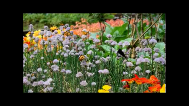서울숲 나비정원2013