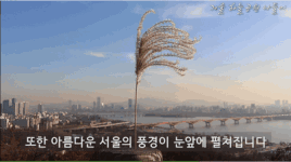갈대밭에서 인생 사진을 건지고 싶다면? 하늘공원으로!