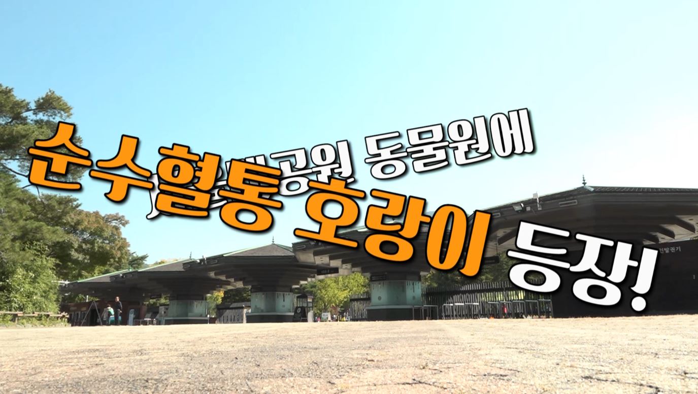 서울대공원 동물원에 나타난 순수혈통 호랑이 4마리!