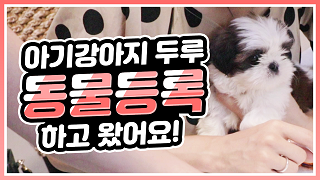 반려동물을 지켜주는 동물등록제! [여우비]