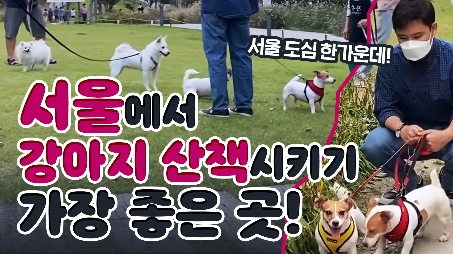 서울에서 반려견 산책시키기 가장 좋은 곳! 경의선 숲길 공원 [서울영상크리에이터]