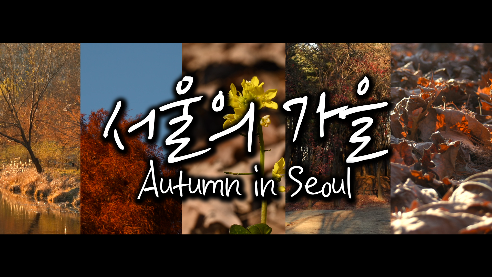 서울의 가을 [서울영상크리에이터]