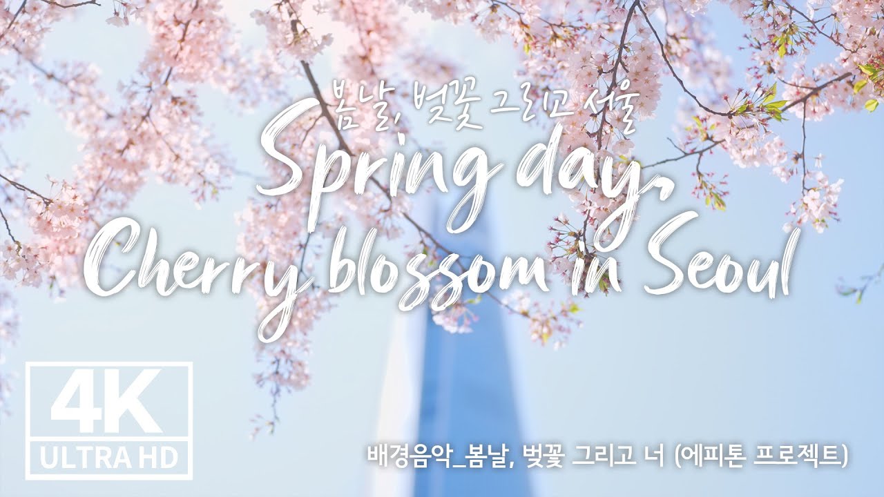 드론으로 보는 서울 벚꽃명소 - 여의도, 석촌호수 (BGM : 봄날, 벚꽃 그리고 너 - 에피톤 프로젝트)