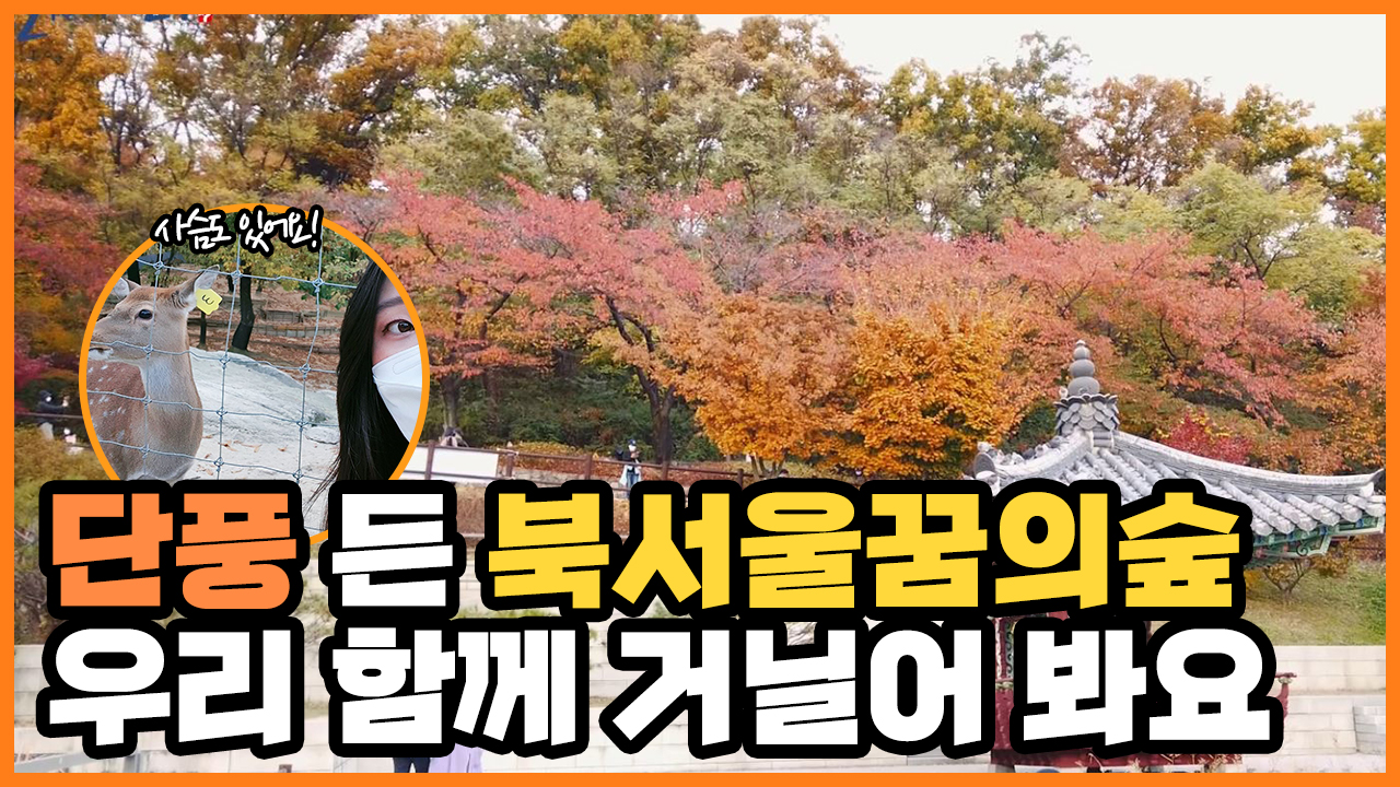 단풍 든 북서울꿈의숲 함께 거닐어 봐요ㅣ 서울 영상 크리에이터