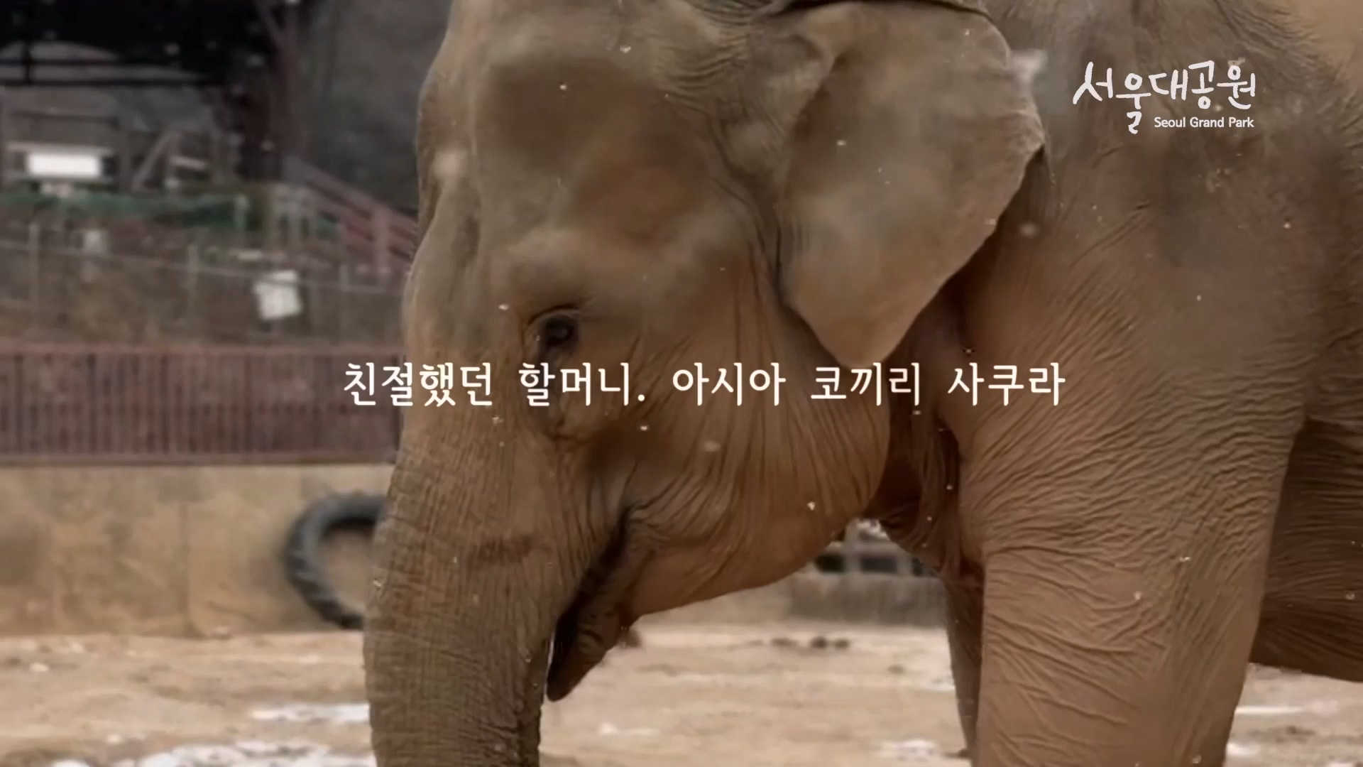 <[추모]코끼리 사쿠라 할머니, 항상 널 기억할께> / 서울대공원